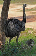 Greater Rhea