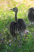 Greater Rhea