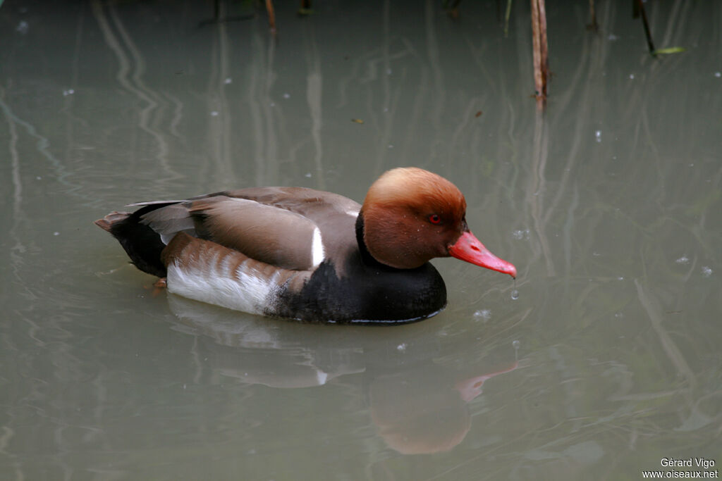 Red-crested Pochard male adult