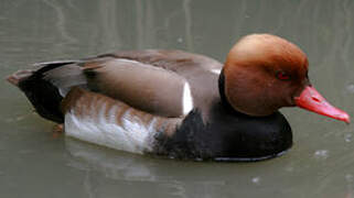 Red-crested Pochard