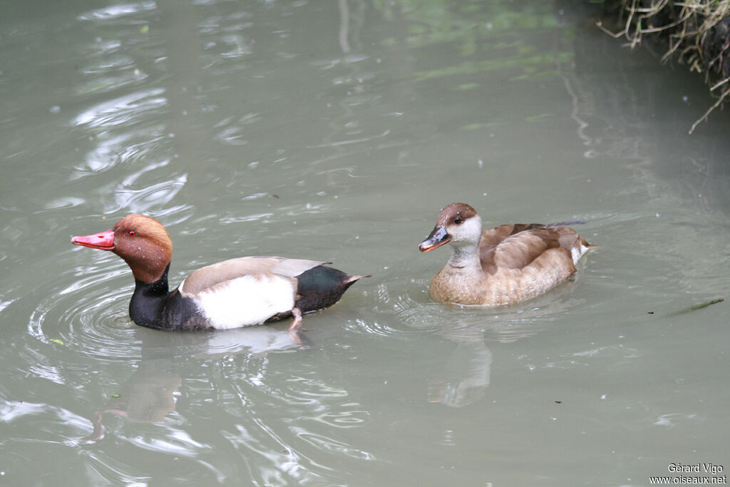 Red-crested Pochard adult