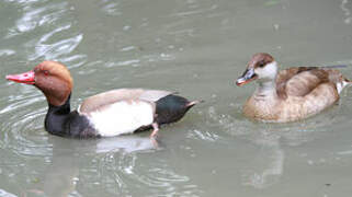 Red-crested Pochard