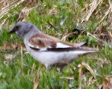 White-winged Snowfinch