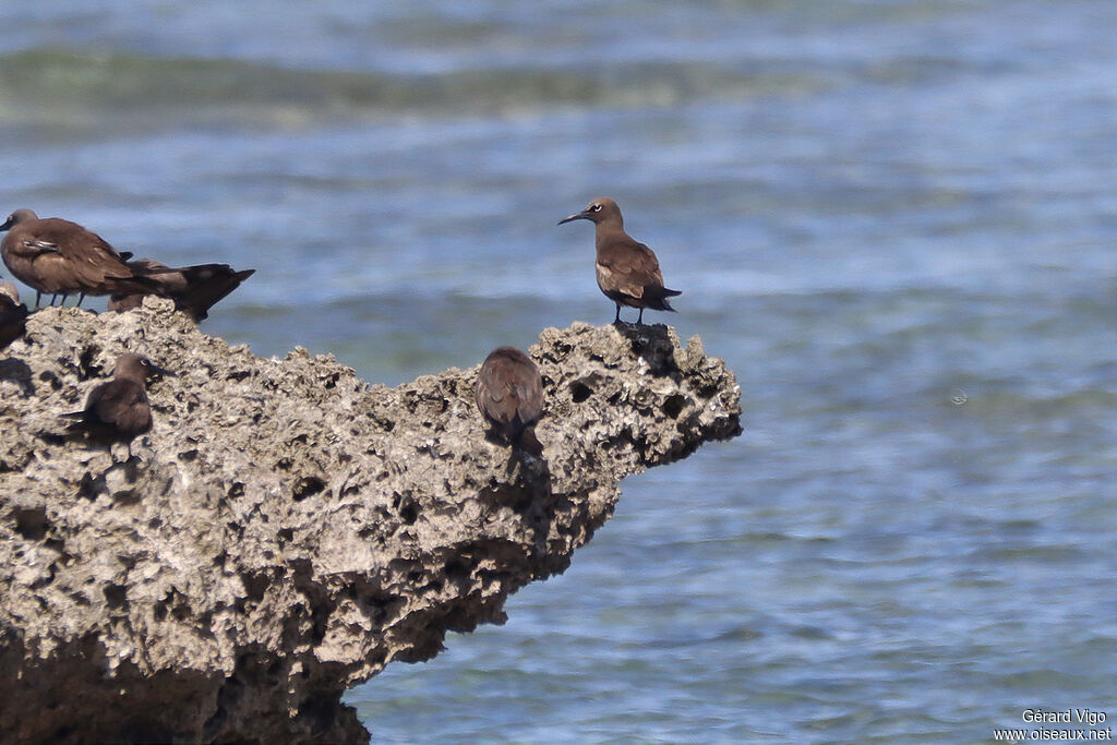 Brown Noddyadult