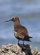 Brown Noddy