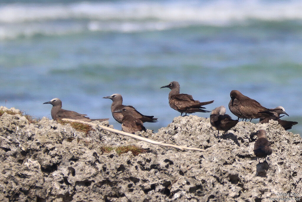 Brown Noddyadult