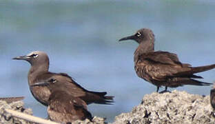 Brown Noddy