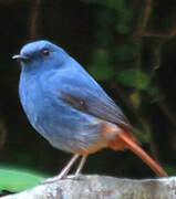 Plumbeous Water Redstart