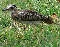 Double-striped Thick-knee