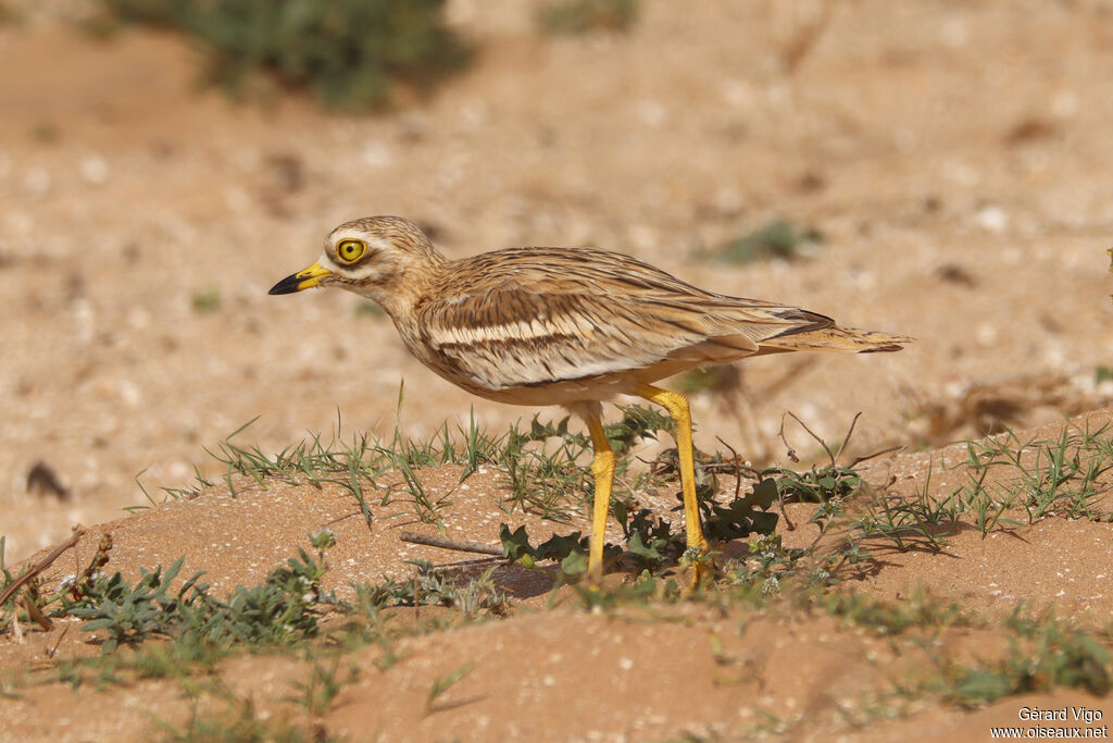 Eurasian Stone-curlewadult