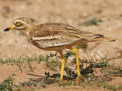 Eurasian Stone-curlew