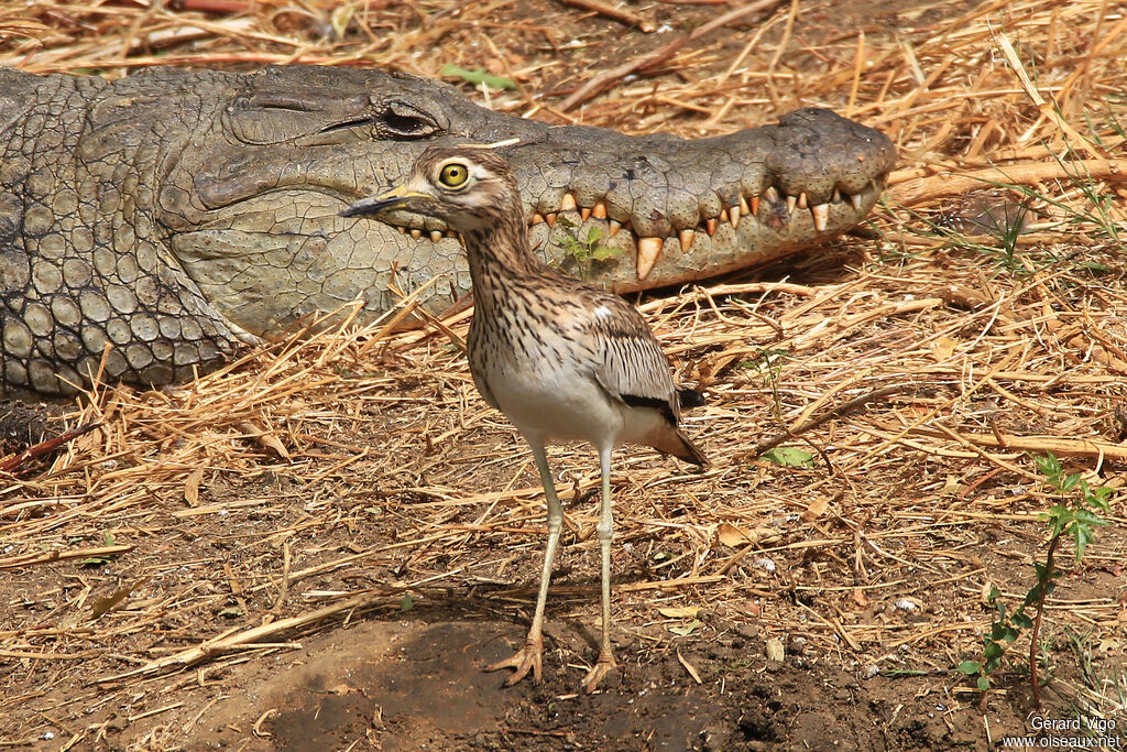 Senegal Thick-kneeadult