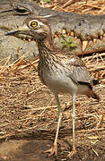 Senegal Thick-knee