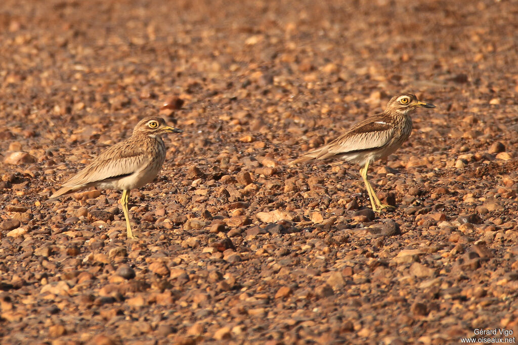 Senegal Thick-kneeadult