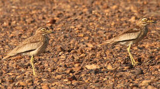 Senegal Thick-knee