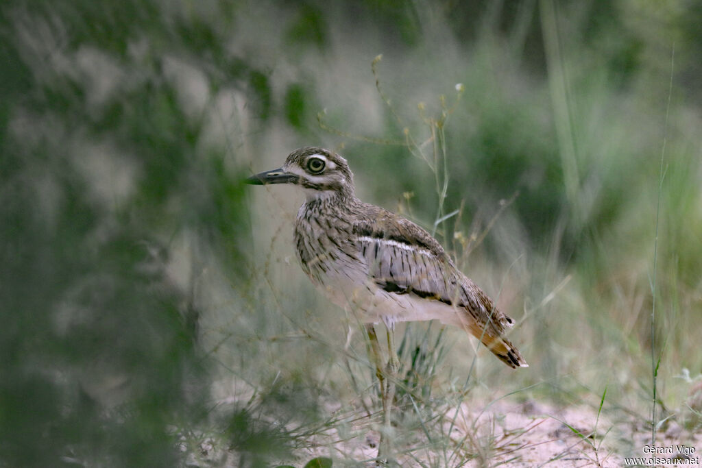 OEdicnème vermiculé
