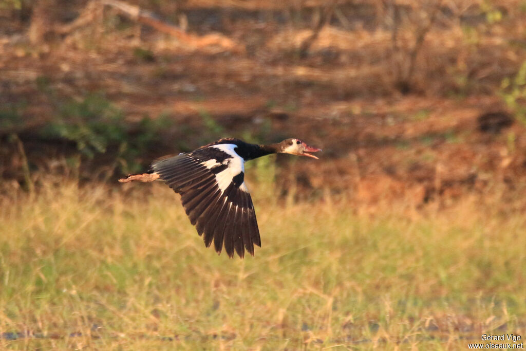 Spur-winged Goose female adult