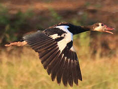 Spur-winged Goose