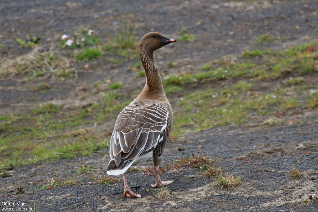 Pink-footed Gooseadult breeding, pigmentation, walking