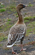 Pink-footed Goose