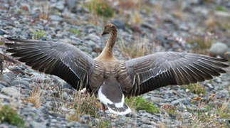 Pink-footed Goose