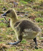 Pink-footed Goose