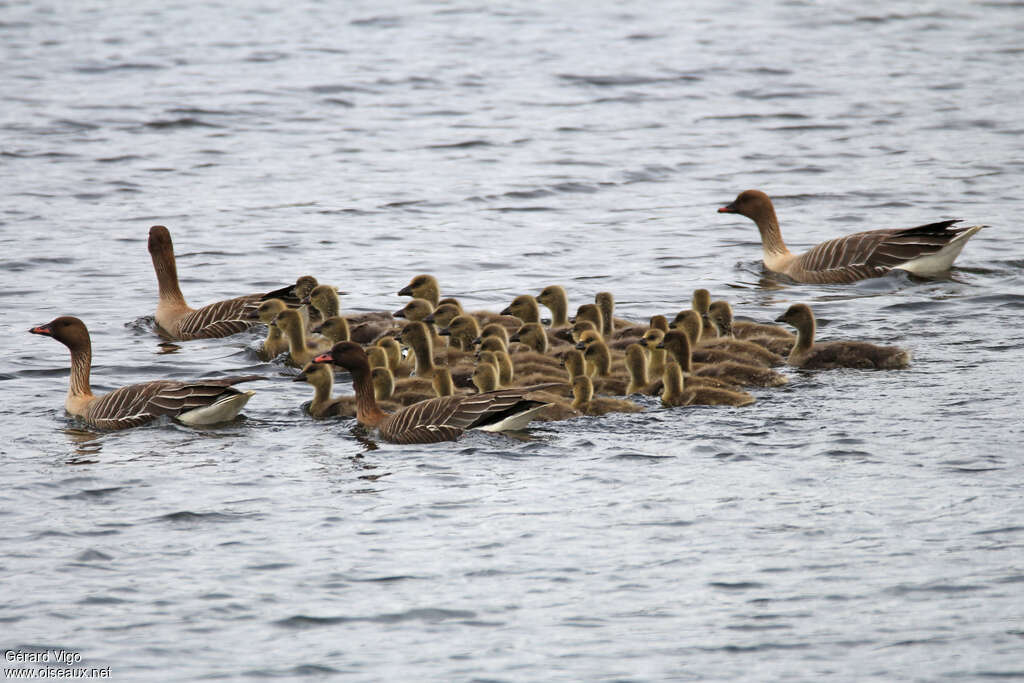 Pink-footed Goose, Reproduction-nesting, Behaviour