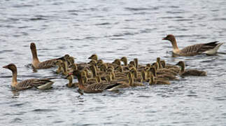 Pink-footed Goose