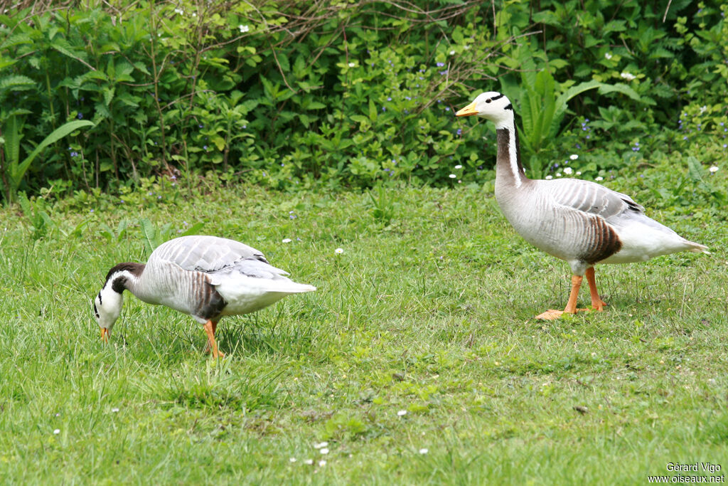 Bar-headed Gooseadult