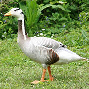 Bar-headed Goose