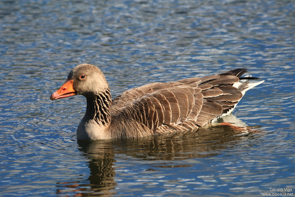 Greylag Gooseadult