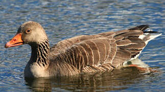 Greylag Goose