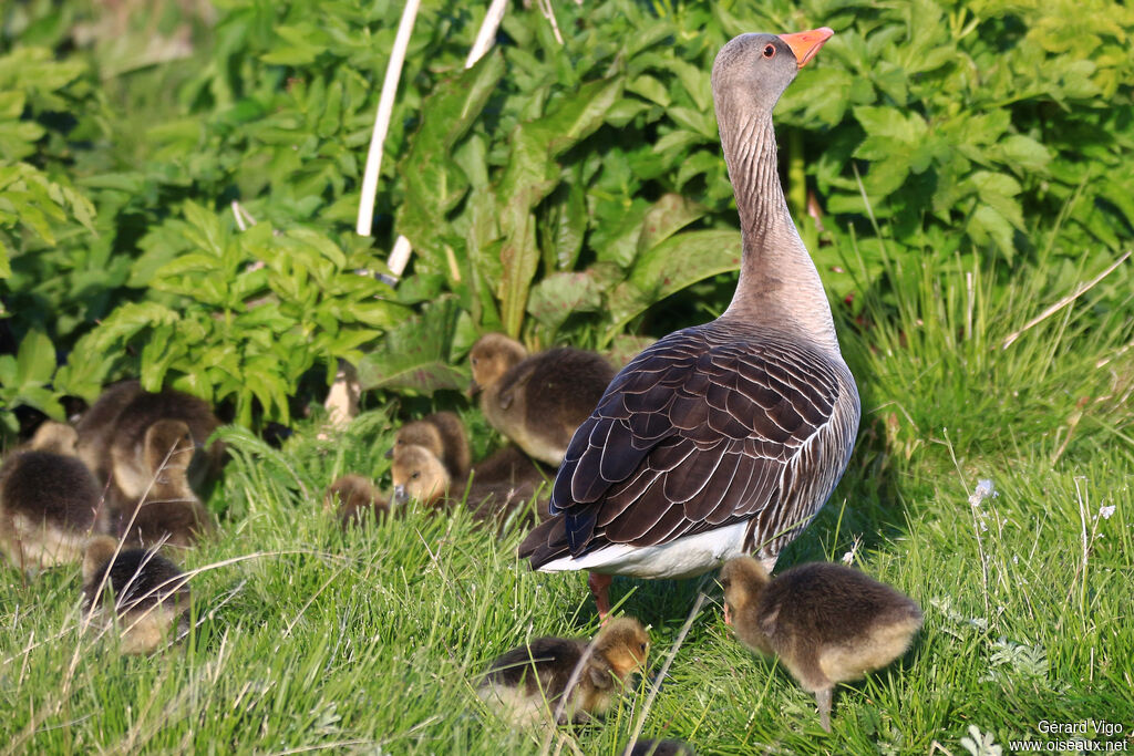 Greylag Goose female adult