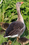 Greylag Goose