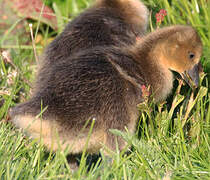 Greylag Goose