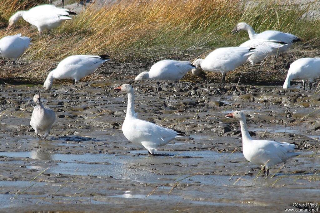 Snow Gooseadult