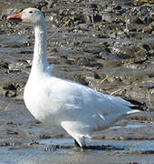 Snow Goose