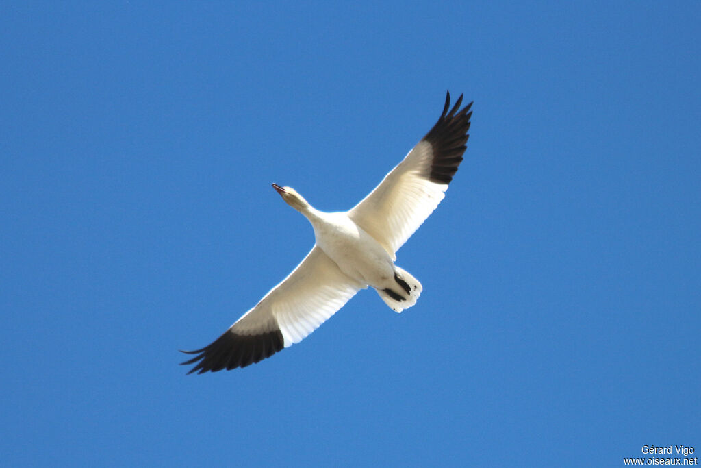 Snow Gooseadult, Flight