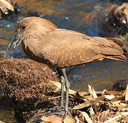 Hamerkop