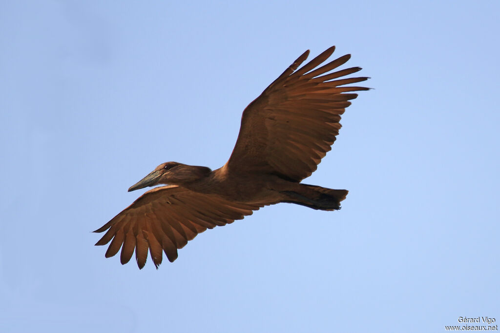 Hamerkopadult, Flight