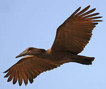 Hamerkop