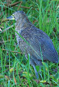 Bare-throated Tiger Heron