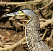 Bare-throated Tiger Heron