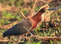 Rufescent Tiger Heron