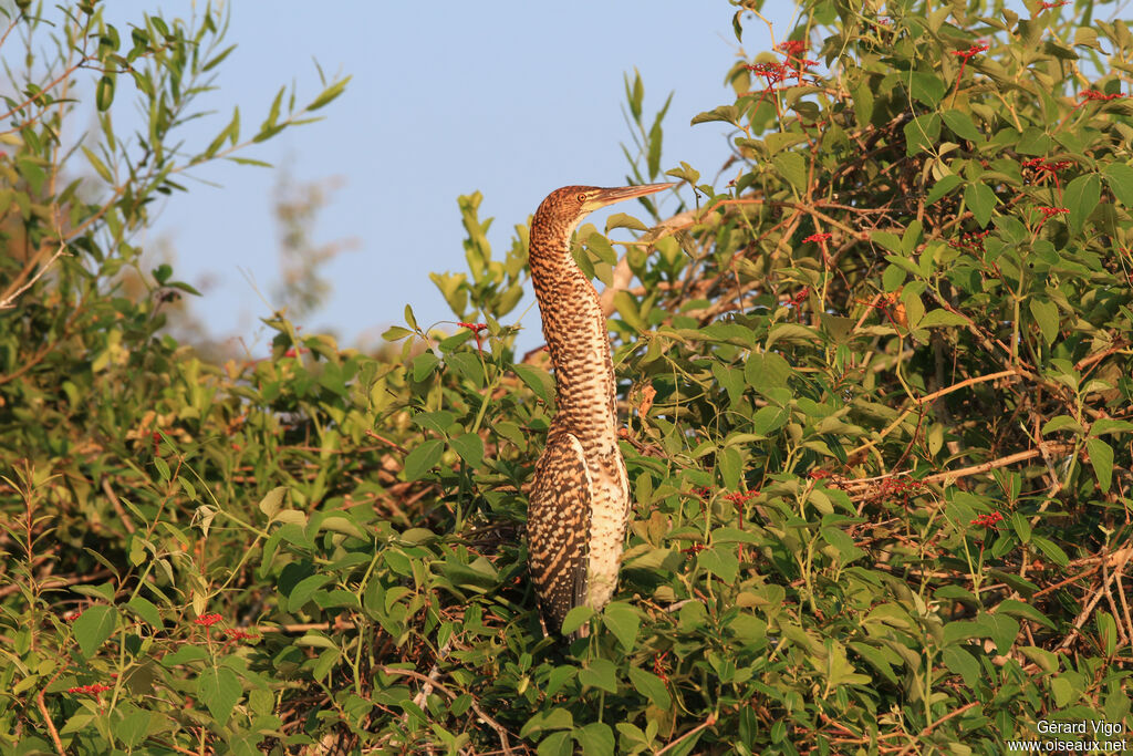 Rufescent Tiger Heronimmature