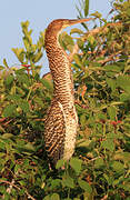 Rufescent Tiger Heron