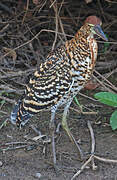 Rufescent Tiger Heron