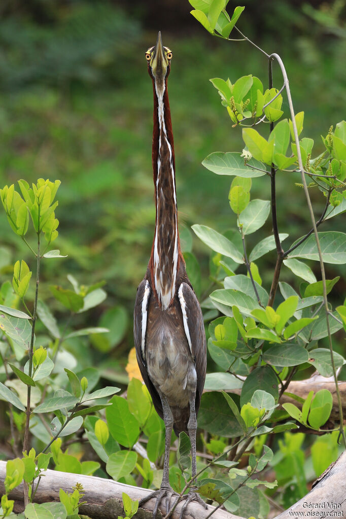 Rufescent Tiger Heronadult