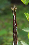 Rufescent Tiger Heron