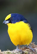 Thick-billed Euphonia